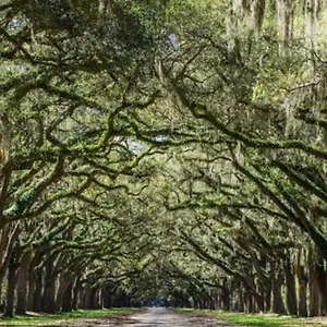5min To River Street, Dt - Spacious - Free Parking Savannah